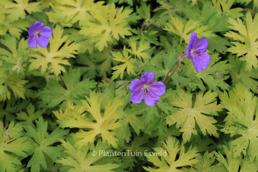 Geranium ‘Blogold’ (BLUE SUNRISE)