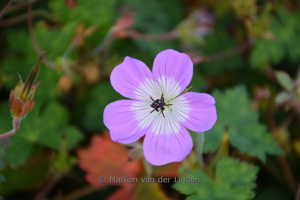 Geranium ‘Bloom Time’