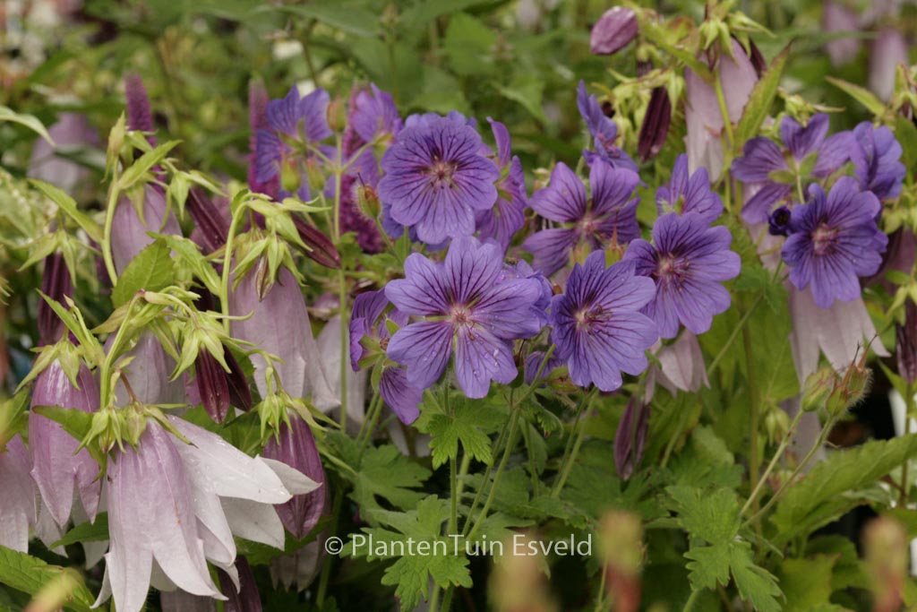 Geranium ‘Blue Blood’