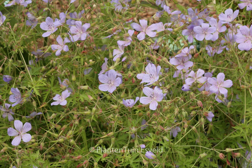 Geranium ‘Blue Cloud’