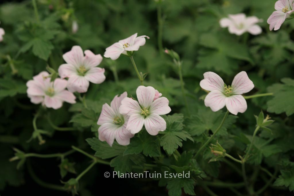 Geranium ‘Bremdream’ (DREAMLAND)