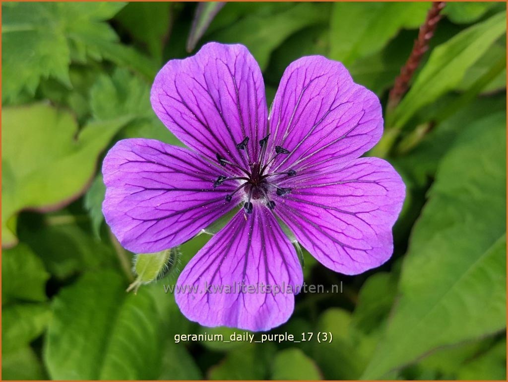 Geranium ‘Daily Purple’