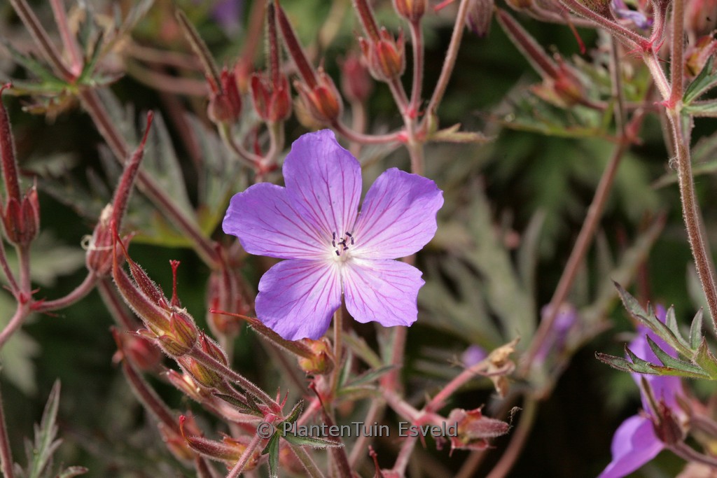 Geranium ‘Femme Fatale’