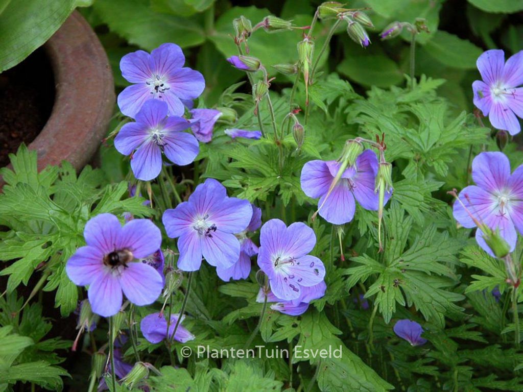 Geranium ‘Johnson’s Blue’