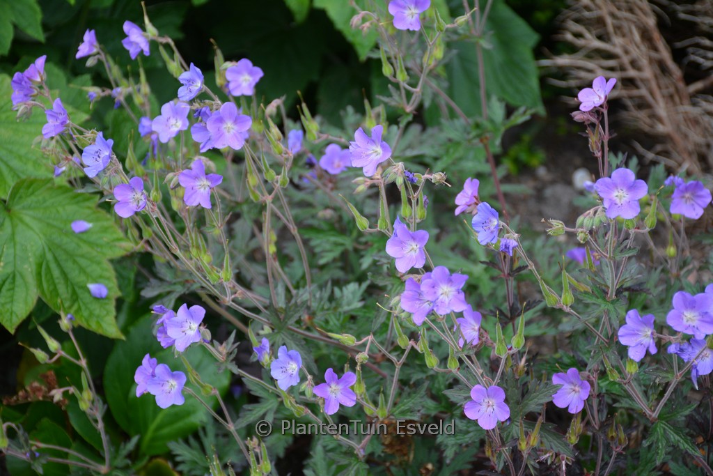 Geranium ‘Neelkaya’ (KAYA)