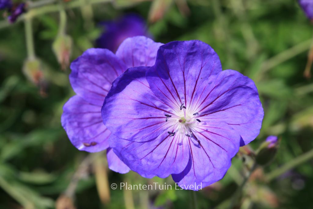 Geranium ‘Orion’