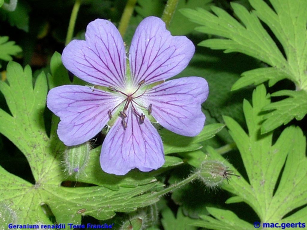 Geranium ‘Terre Franche’