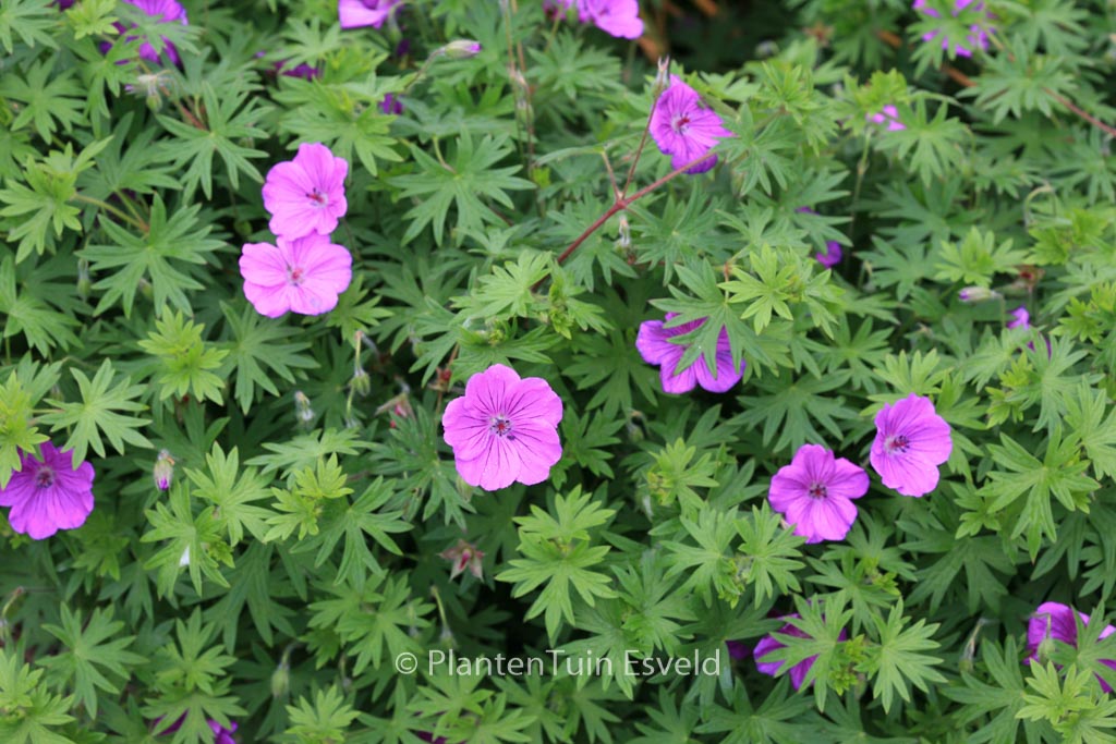 Geranium ‘Tiny Monster’