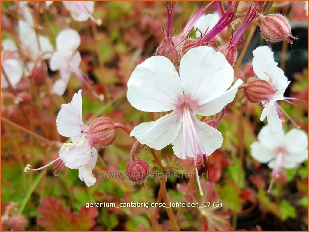 Geranium cantabrigiense ‘Lohfelden’