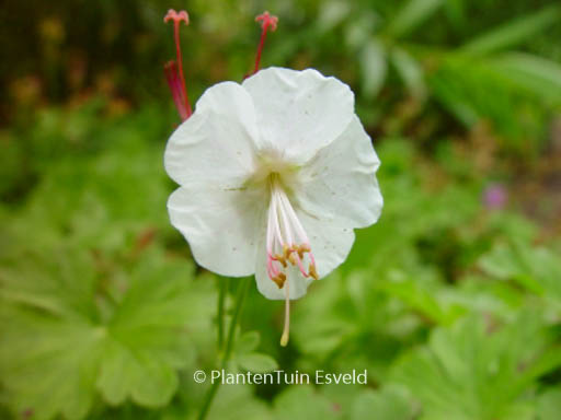 Geranium cantabrigiense ‘St. Ola’