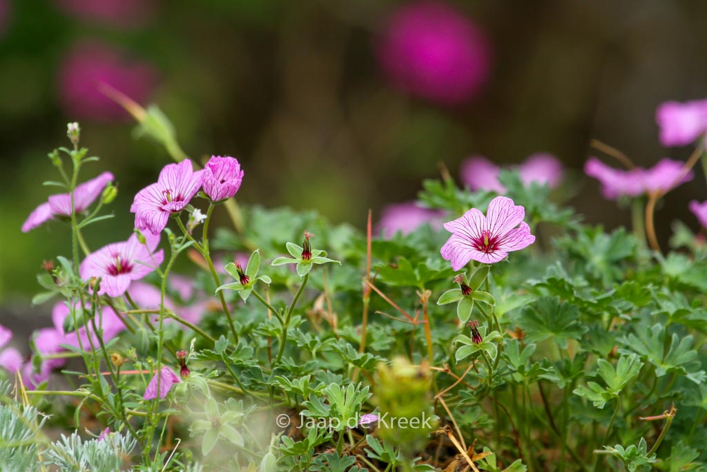 Geranium cinereum ‘Ballerina’