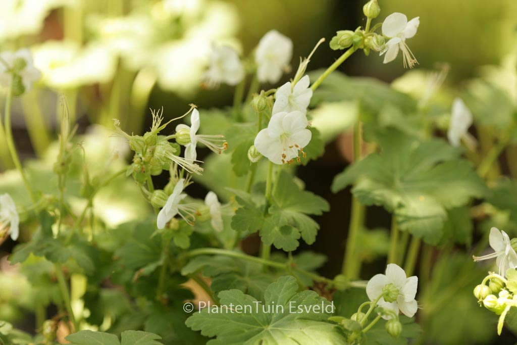 Geranium macrorrhizum ‘White Ness’