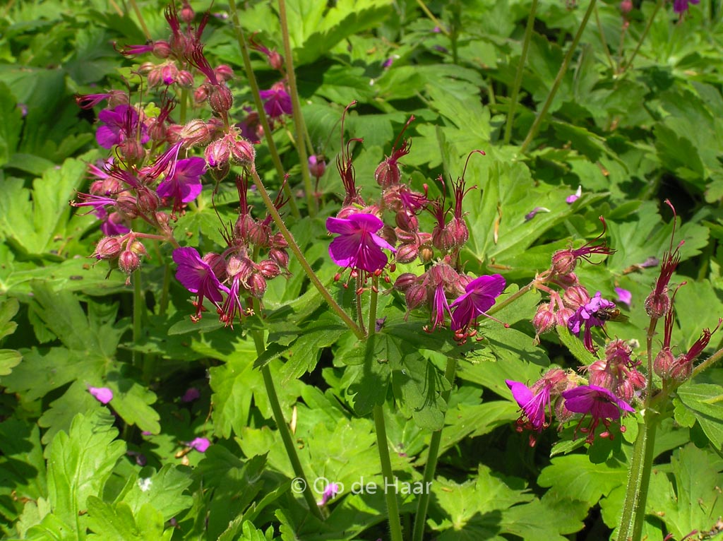 Geranium macrorrhizum