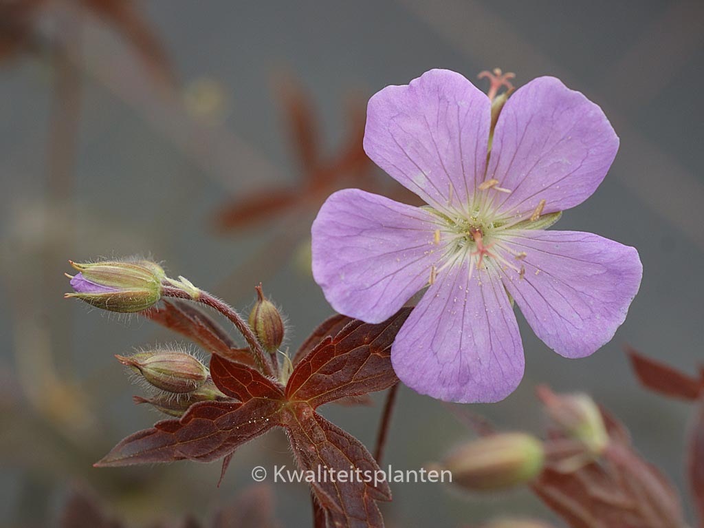 Geranium maculatum ‘Elizabeth Ann’