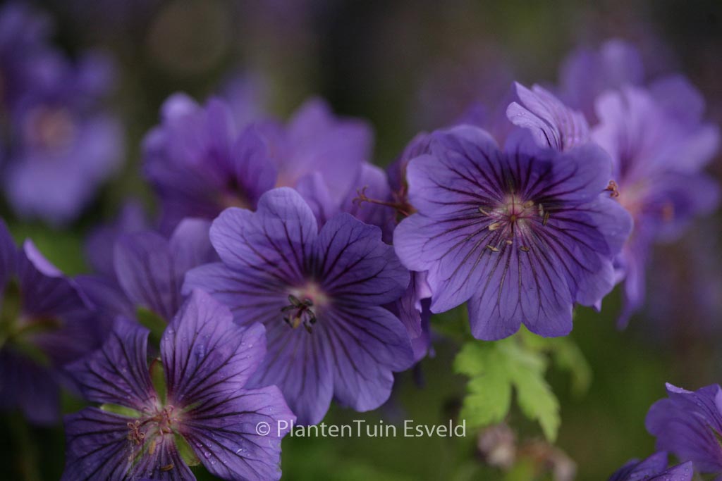 Geranium magnificum ‘Rosemoor’