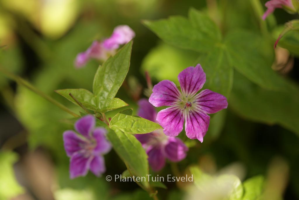 Geranium nodosum ‘Clos du Coudray’