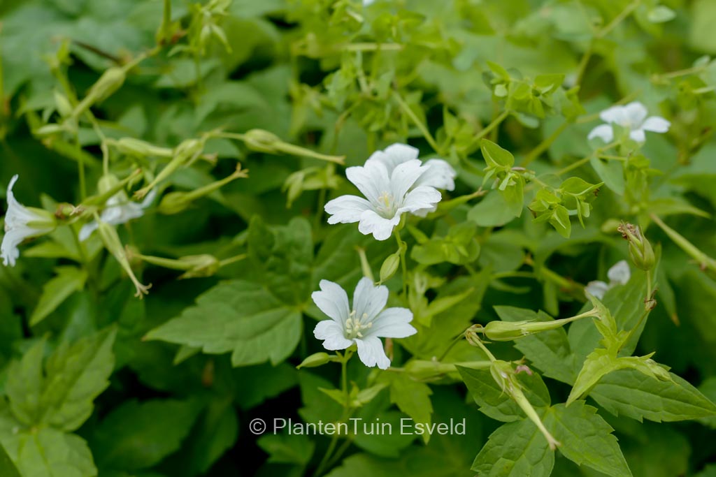 Geranium nodosum ‘Wreighburn House White’