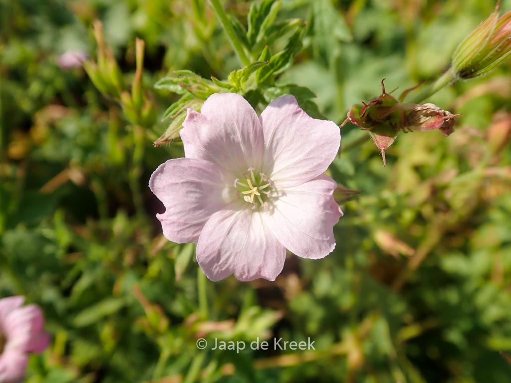 Geranium oxonianum ‘Rebecca Moss’