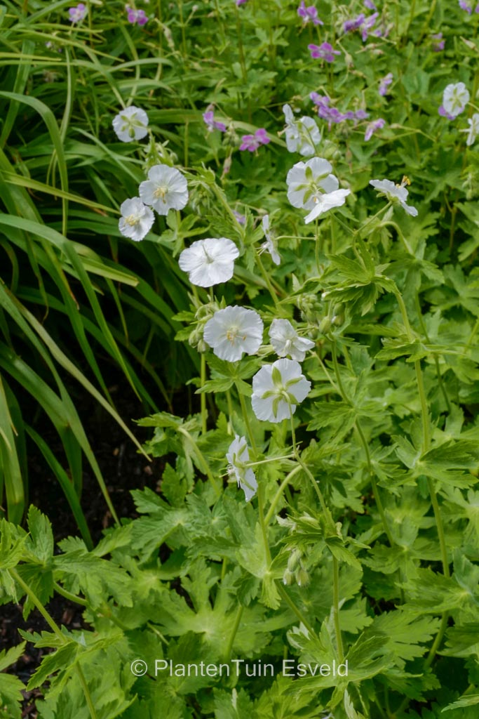 Geranium phaeum ‘Album’