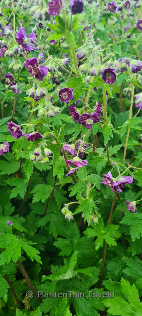 Geranium phaeum ‘Joseph Green’