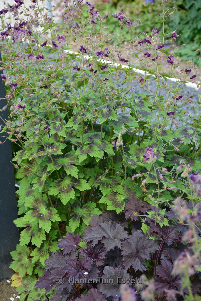 Geranium phaeum ‘Samobor’
