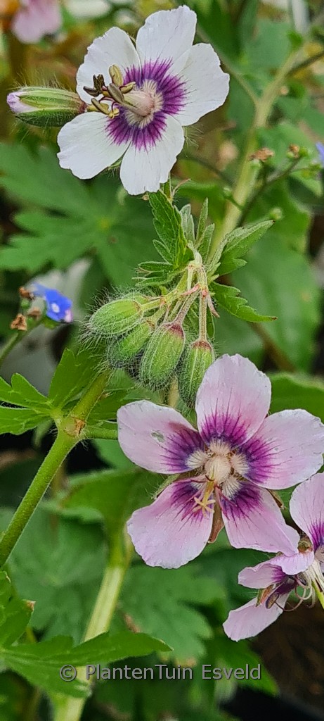 Geranium phaeum ‘Wendy’s Blush’