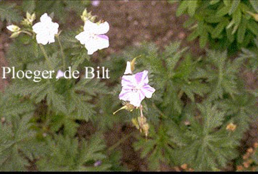Geranium pratense ‘Striatum’