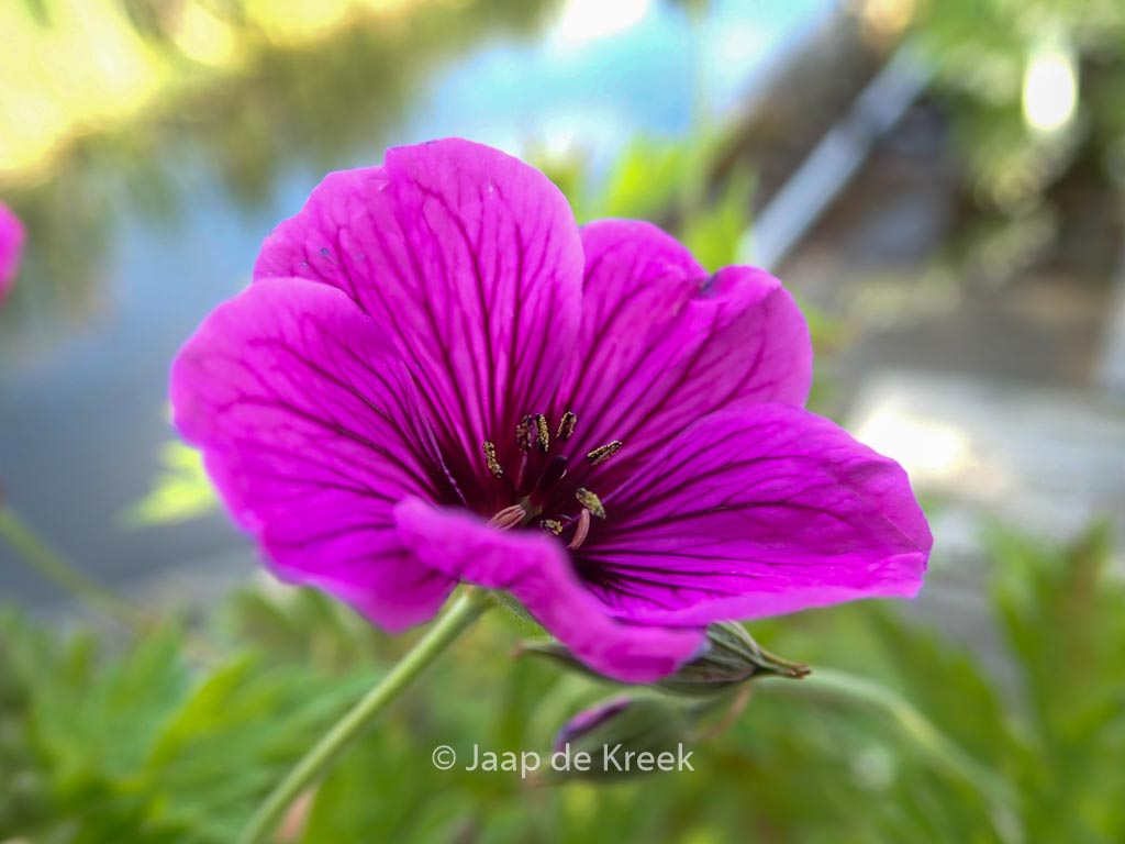 Geranium psilostemon ‘JS Matu Vu’