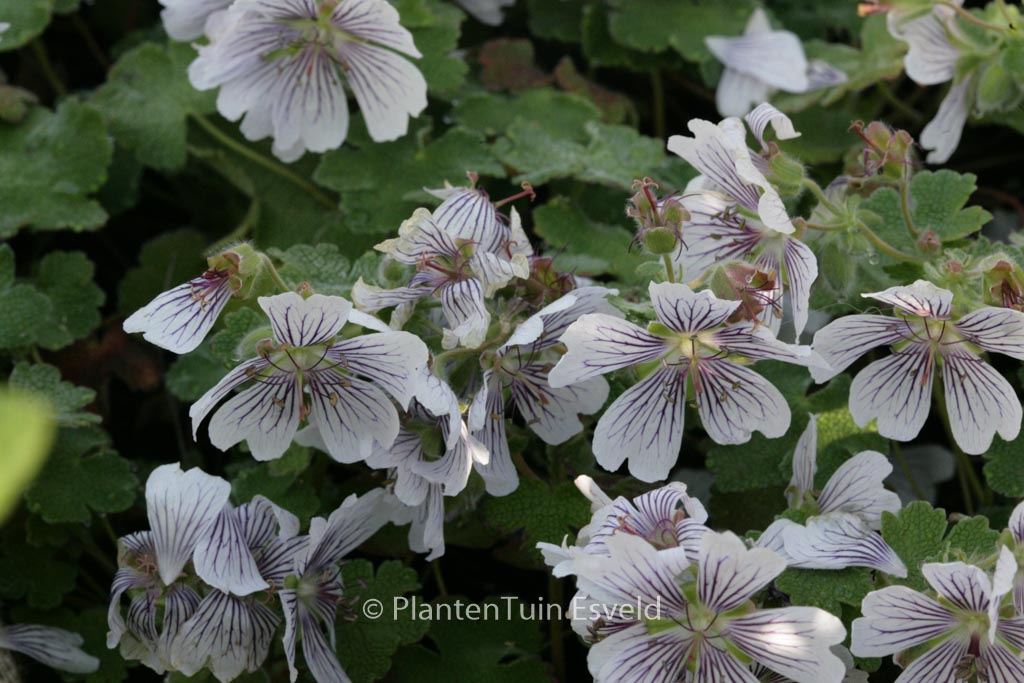 Geranium renardii