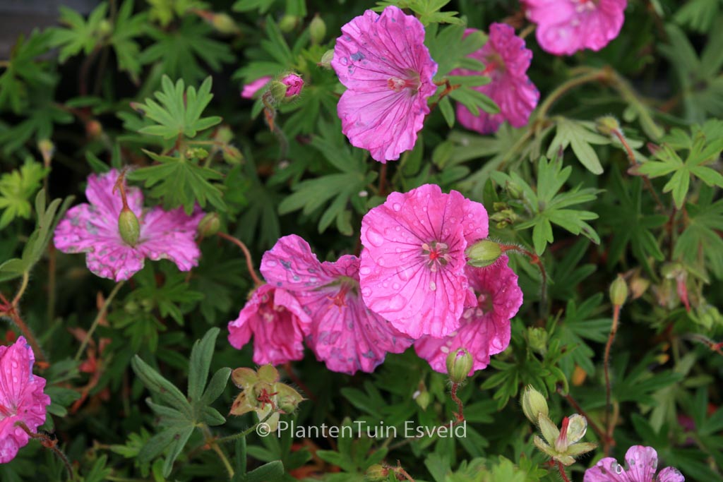 Geranium sanguineum ‘Ankum’s Pride’