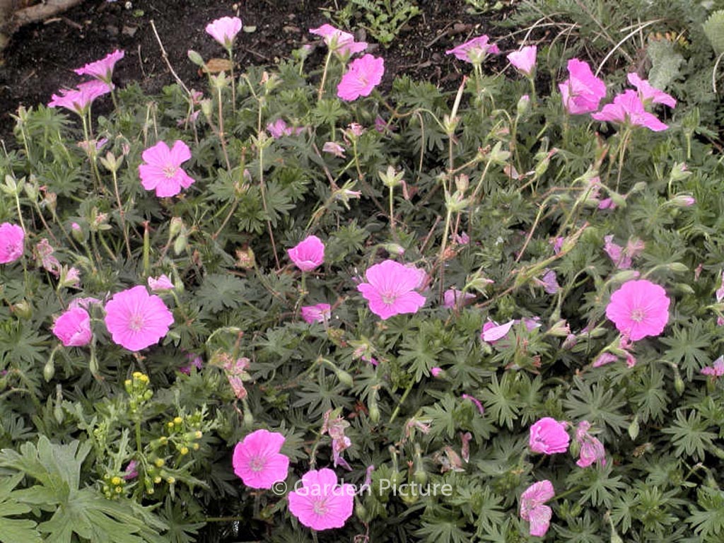 Geranium sanguineum ‘Bloger’ (ALAN BLOOM)