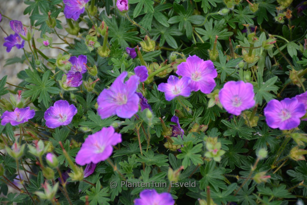 Geranium sanguineum ‘Frivolius Purple’