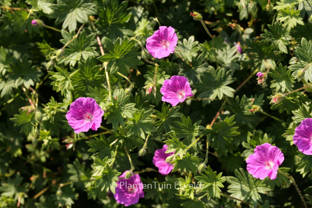 Geranium sanguineum ‘Hannelore’