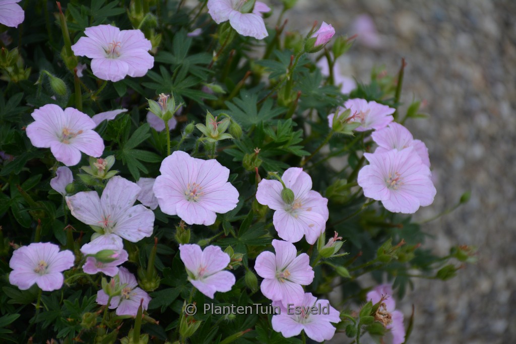 Geranium sanguineum ‘MVNG1811’ (FRIVOLIUS PINK)