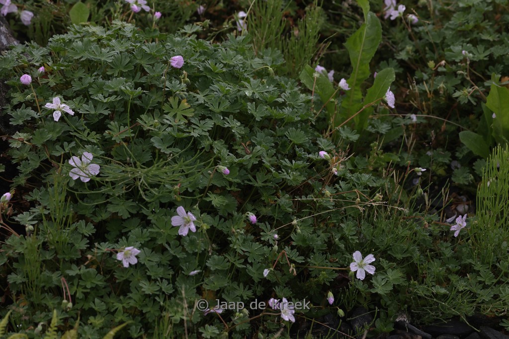 Geranium sanguineum ‘Nanum’