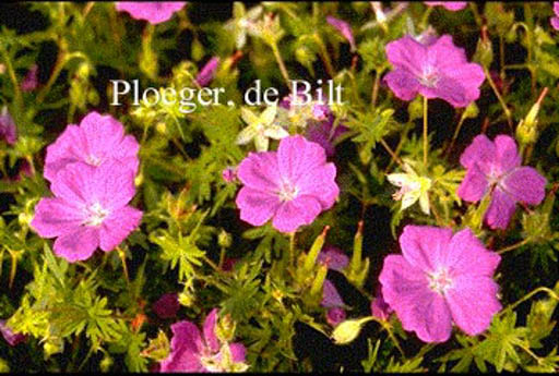 Geranium sanguineum ‘New Hampshire Purple’