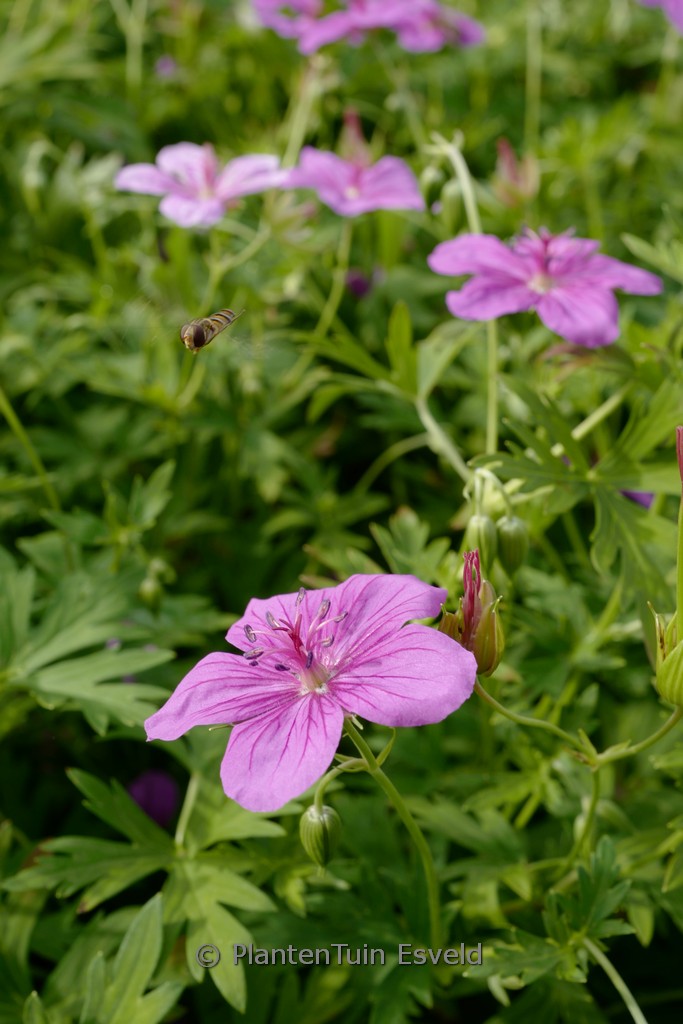 Geranium soboliferum ‘Butterfly Kisses’