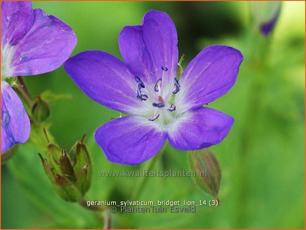 Geranium sylvaticum ‘Bridget Lion’