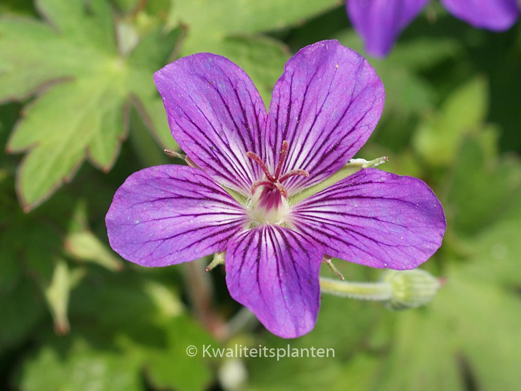 Geranium wlassovianum ‘Lakwijk Star’