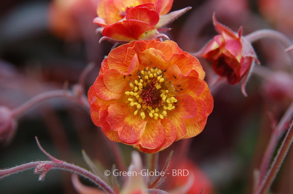 Geum ‘Alabama Slammer’