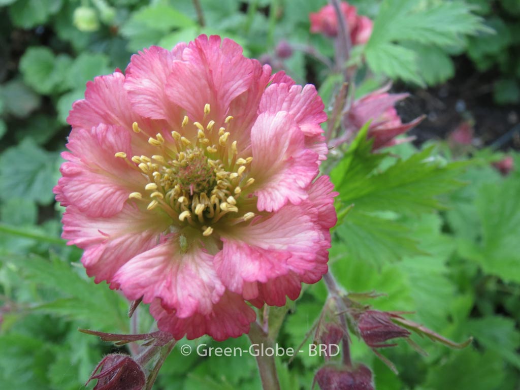 Geum ‘Bell Bank’