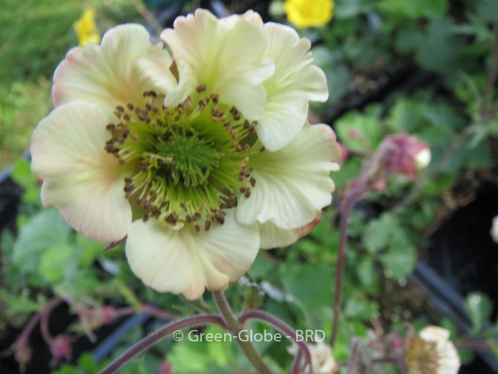 Geum ‘Maddy Prior’