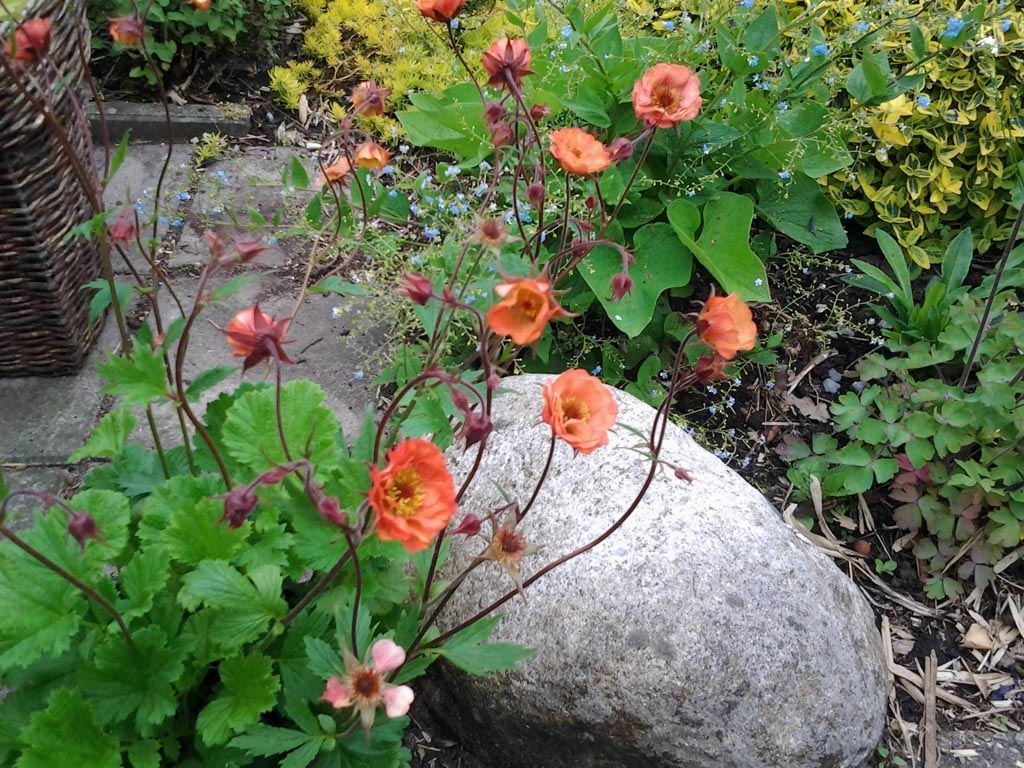 Geum ‘Nonna’