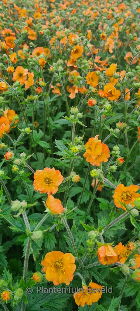 Geum ‘Totally Tangerine’