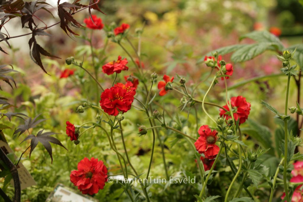 Geum chiloense ‘Mrs. Bradshaw’