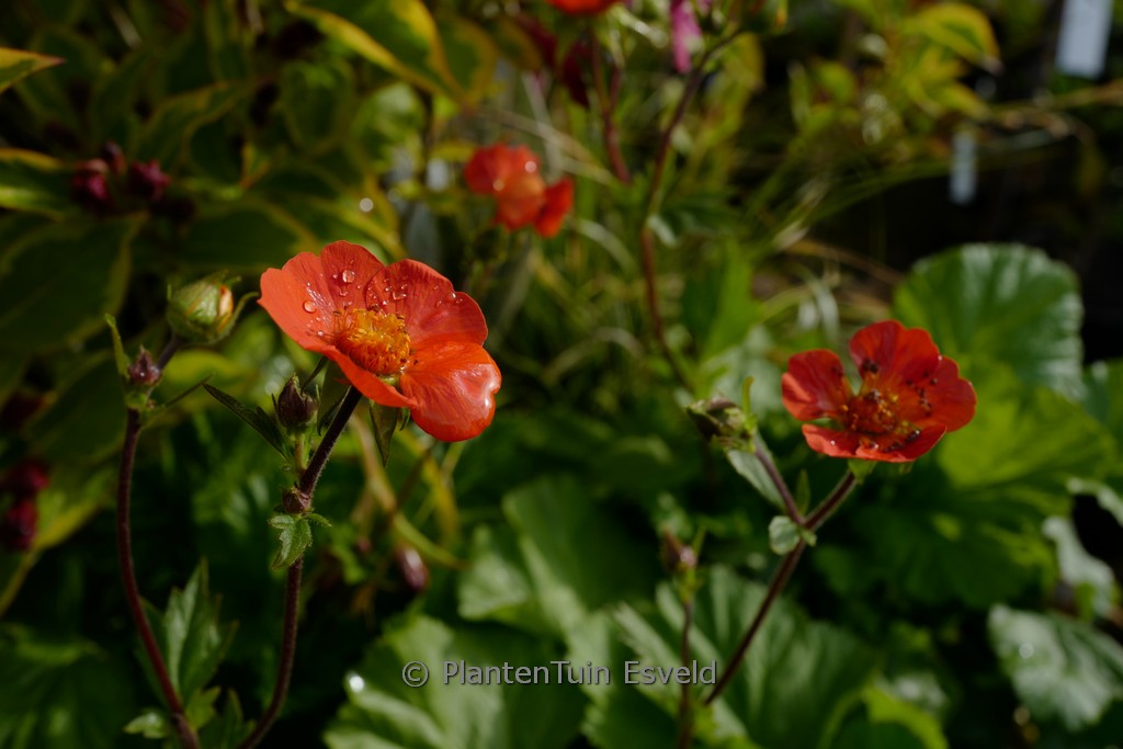 Geum coccineum ‘Koi’