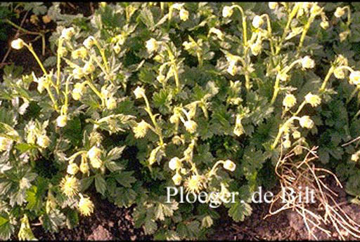 Geum rivale ‘Album’