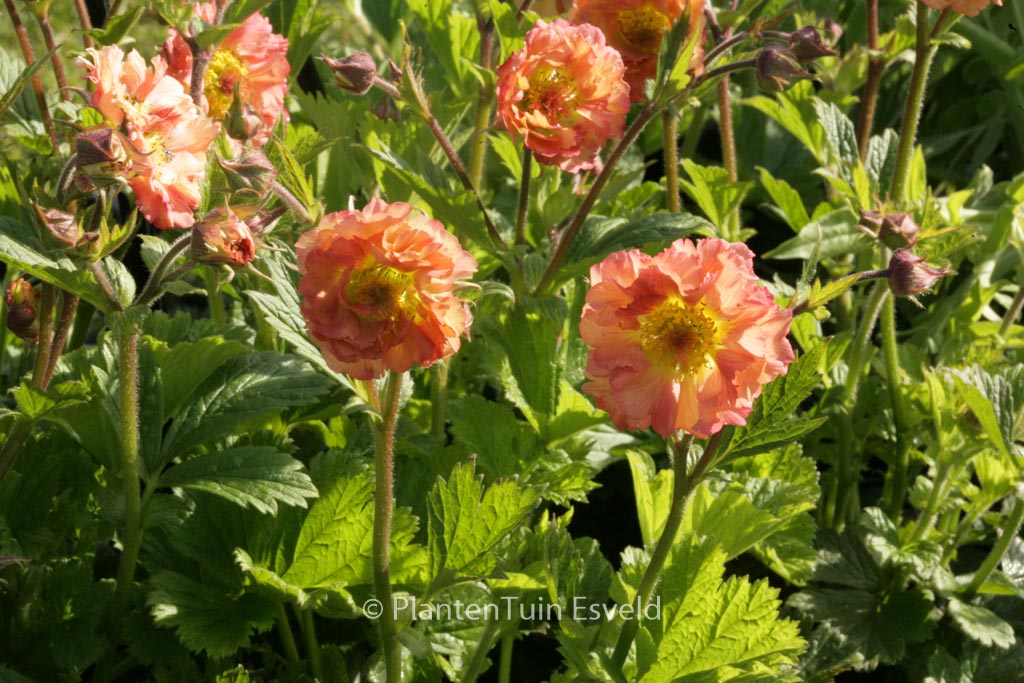 Geum rivale ‘Mai Tai’