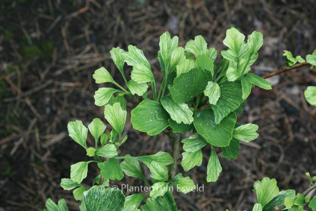 Ginkgo biloba ‘Beijing Gold’