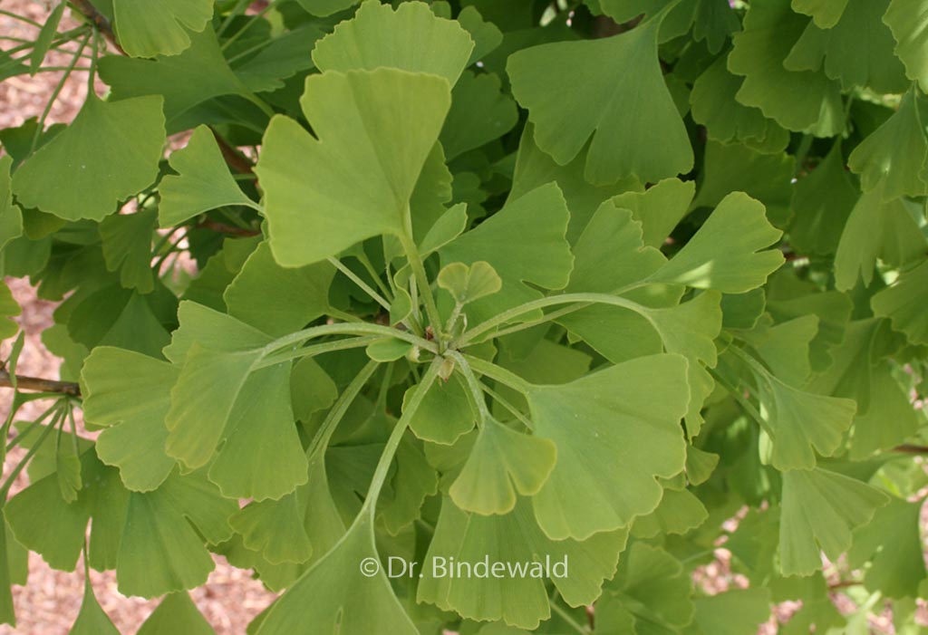 Ginkgo biloba ‘Blagon’ (GOLDSPIRE)